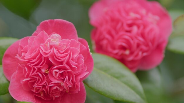 arbusto sempreverde o piccolo albero bellissimi fiori di giardino camelia fioriscono su rack cespuglio verde