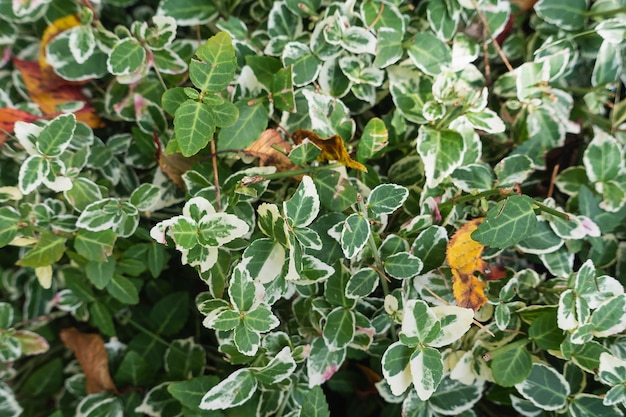 Arbusto sempreverde rampicante euonymus o mandrino fortunei con foglie verdi all'inizio dell'autunno Sfondo della natura