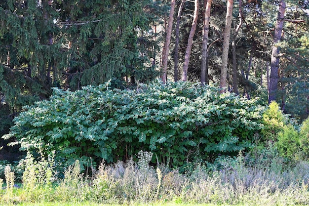 Arbusto verde ai margini del bosco