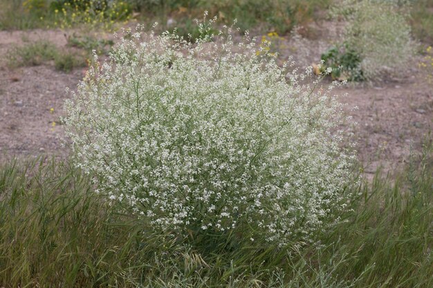 arbusto verde con fiori bianchi su un campo verde