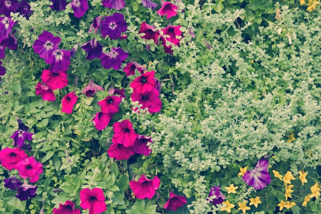 Arbusto verde con piccoli fiori bianchi gialli e viola