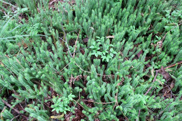 arbusto verde di Hypnum cupressiforme nella foresta