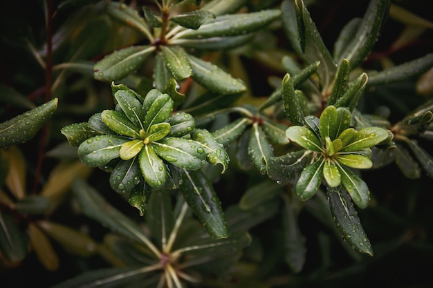 Arbusto verde di pittosporum allo stato brado