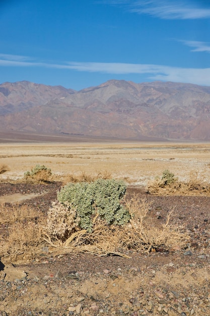 Arbusto verde solitario verticale in pianure desertiche con montagne in lontananza