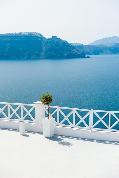 Architettura bianca dell'isola di Santorini Grecia Albero decorativo sulla terrazza con vista mare