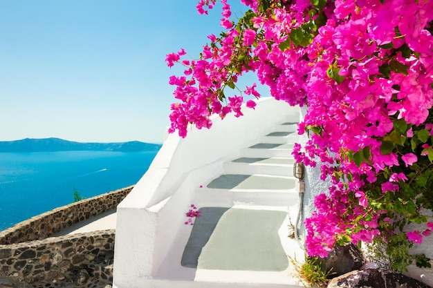 Architettura bianca e fiori rosa con vista mare. Isola di Santorini, Grecia.