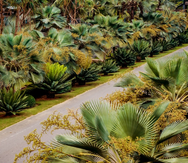 Architettura del paesaggio di lusso del giardino tropicale. Bella vista sul paesaggio tropicale