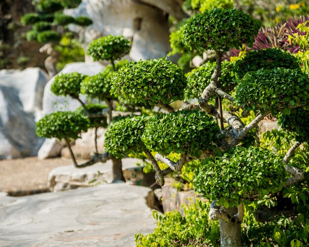 Architettura del paesaggio di lusso del giardino tropicale.