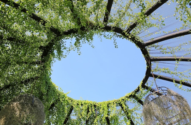 Arco d'acciaio del cerchio coperto di edera contro il cielo blu