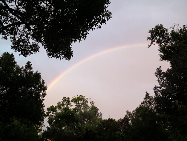 arcobaleno circondato da alberi