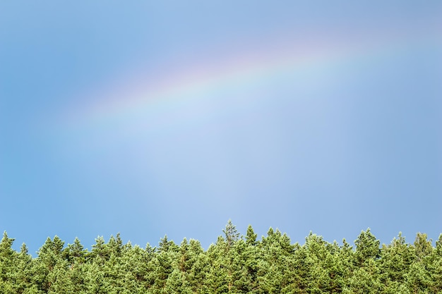 Arcobaleno sopra la pineta nel cielo blu