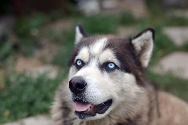 Arctic Malamute con occhi blu muso ritratto primo piano Questo è un tipo nativo di cane abbastanza grande