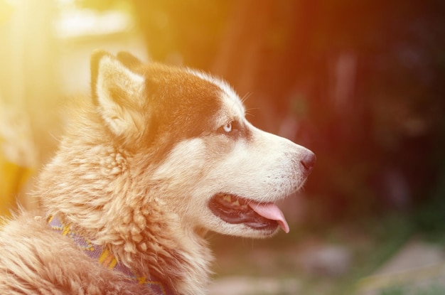 Arctic Malamute con occhi blu muso ritratto primo piano Questo è un tipo nativo di cane abbastanza grande