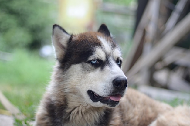 Arctic Malamute con occhi blu muso ritratto primo piano Questo è un tipo nativo di cane abbastanza grande