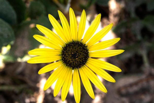 Arctotheca è un genere di piante appartenenti alla famiglia delle Asteraceae