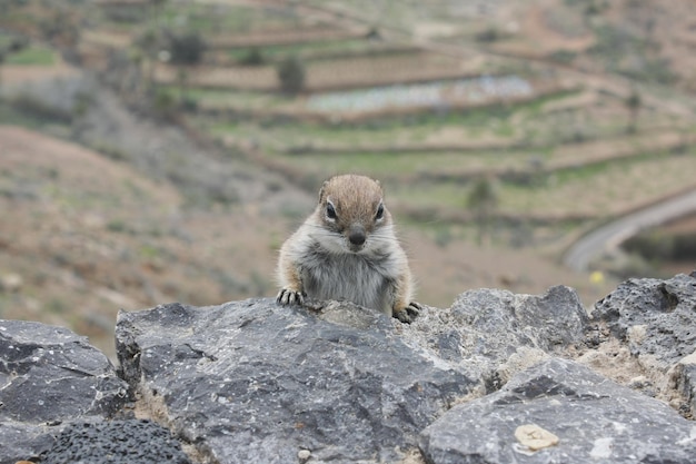 Ardilla se asoma por un muro en las montañas de Fuerteventura, en las islas Canarias