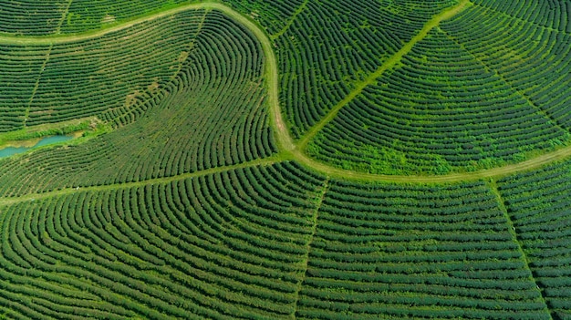 Area agricola di piantagione di tè verde sulla montagna a nord di Chiang Rai, Thailandia, vista aerea