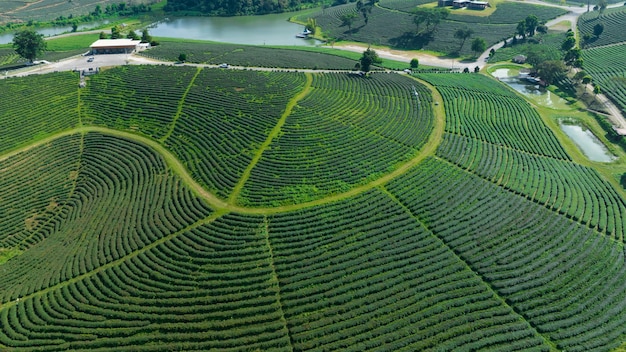 Area agricola di piantagione di tè verde sulla montagna a nord di Chiang Rai, Thailandia, vista aerea