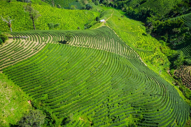 Area agricola vista aerea