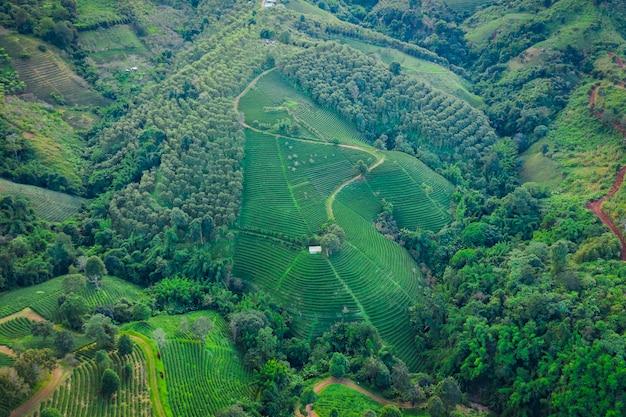 Area agricola vista aerea