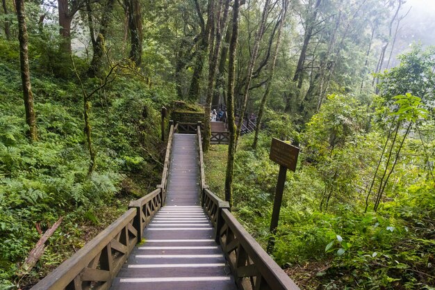 Area escursionistica in legno pavimentata all'interno dell'area forestale nazionale di Alishan circondata da giungla verde a Taiwan