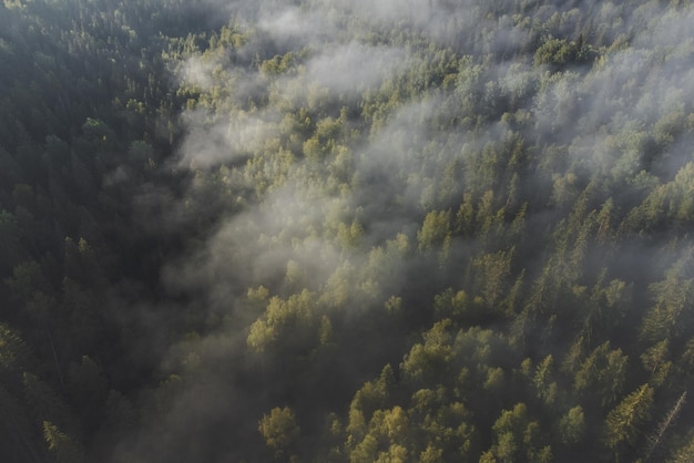 Area forestale nella nebbia Vista aerea