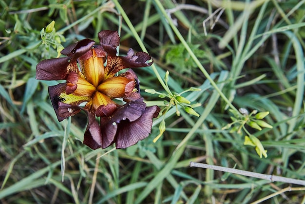 Argaman burgundy wild iris o Iris atropurpurea o iris costiera che fiorisce nel campo primaverile in primavera al tramonto