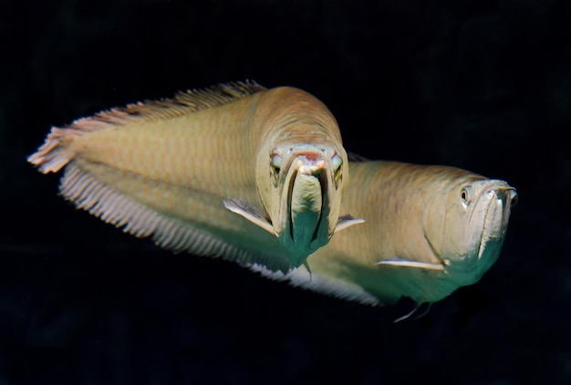 Argento arowana, Osteoglossum bicirrhosum