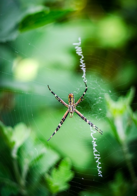 Argiope ragno giallo-nero