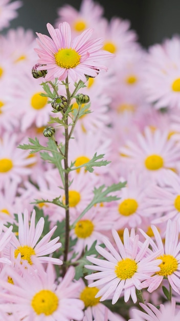 Argyranthemum fiori rosa argento fiore cespuglio 93