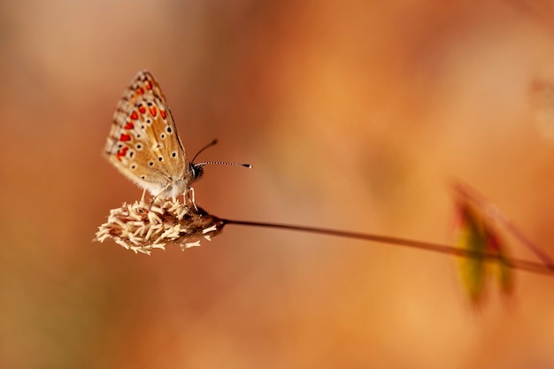 Aricia cramera o murena è una farfalla della famiglia dei Lycaenidae