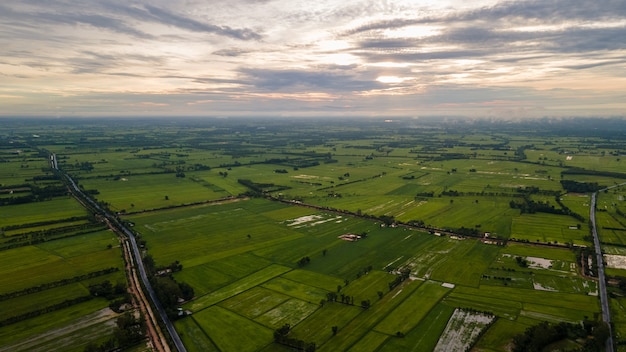 Ariel vista delle risaie in thailandia