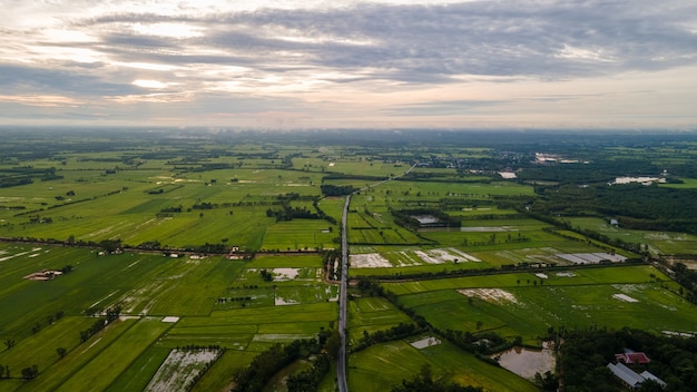 Ariel vista delle risaie in thailandia