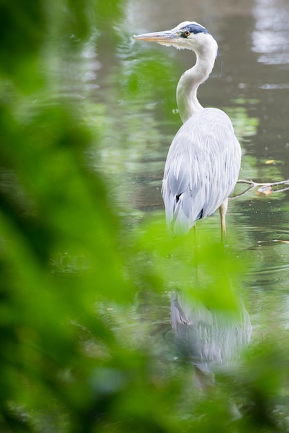 Ariete grigio nel lago
