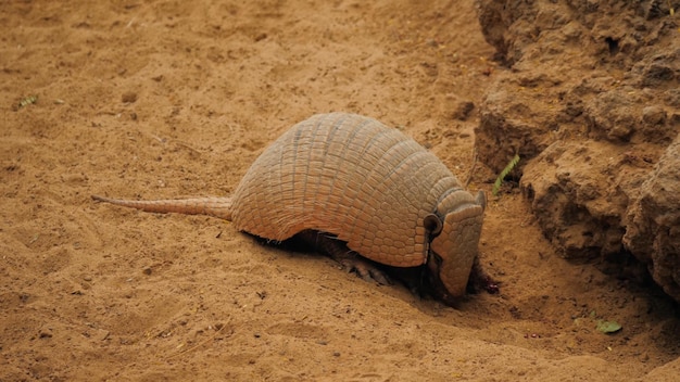 Armadillo nella sabbia