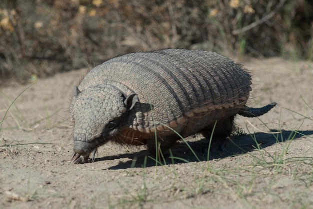 Armadillo peloso in ambiente desertico Penisola Valdes Patagonia Argentina