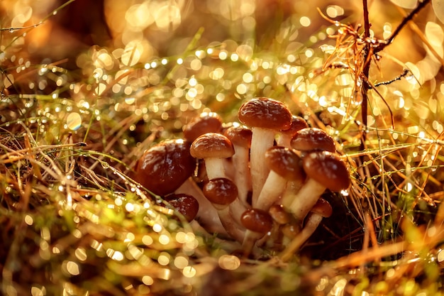 Armillaria Funghi di miele di agarico In una foresta soleggiata. Honey Fungus è considerato in Ucraina, Russia, Polonia, Germania e altri paesi europei come uno dei migliori funghi selvatici.