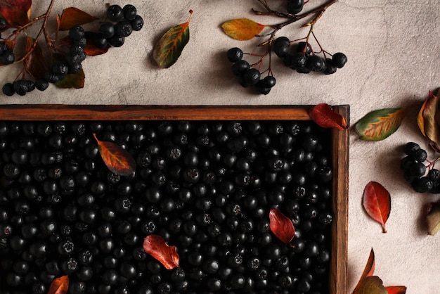 Aronia fresca della bacca in una disposizione piana di autunno di vista superiore della scatola di legno