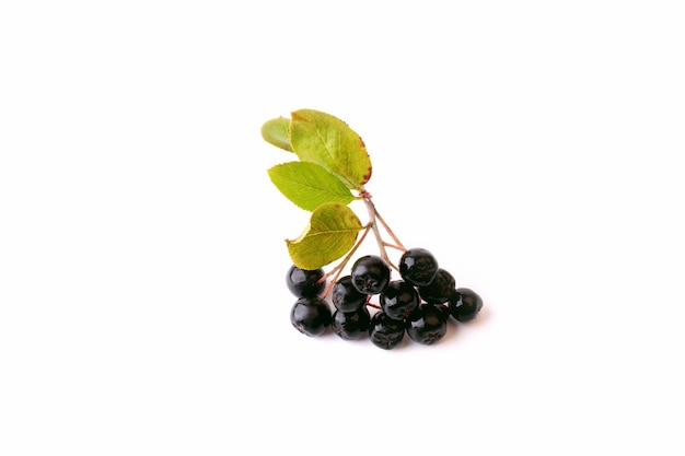 Aronia nera isolata su uno sfondo bianco