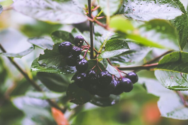 Aronia nera, pianta di Aronia melanocarpa in frutteto con bacche nere mature sane