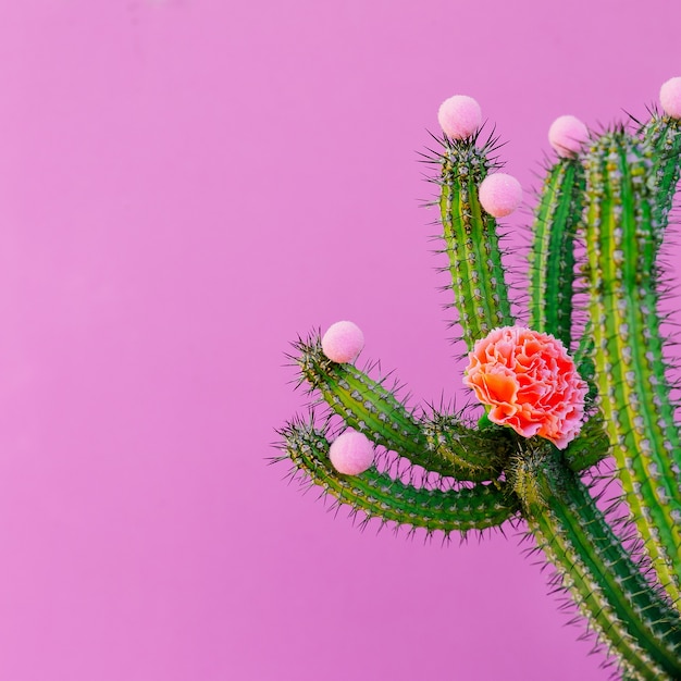 Arredamento creativo di cactus e rose. Concetto di amante dei cactus alla moda minimale