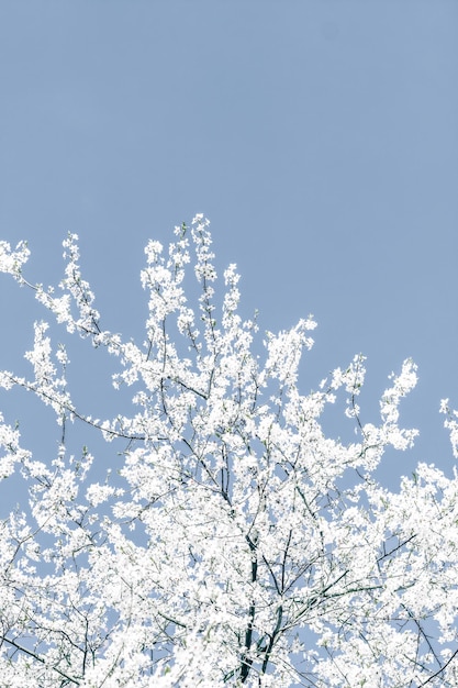 Arte astratta floreale su sfondo blu fiori di ciliegio vintage in fiore come sfondo naturale per un design vacanza di lusso