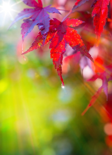 arte autunno bellissimo sfondo di foglie rosse