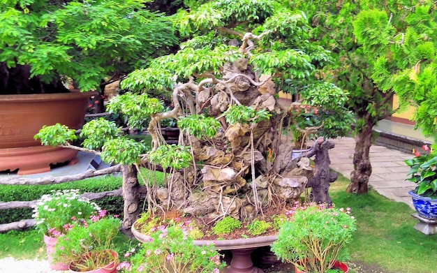 Arte dei bonsai e architettura del tempio buddista