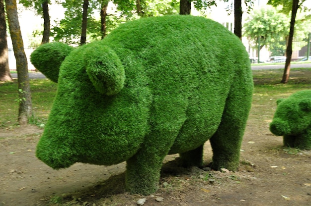 arte topiaria. Il grande maiale è verde. Scultura urbana realizzata con cespugli potati. 02 agosto 2021, Smolensk, Russia.