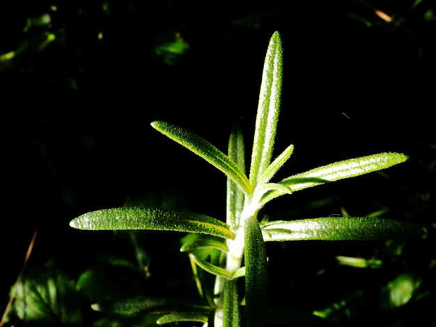 Artemisia dracunculus fuga nei raggi del sole al tramonto