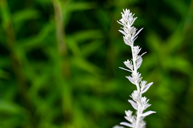 Artemisia ludoviciana copia spase Sfondo vegetale macro texture di buona qualità