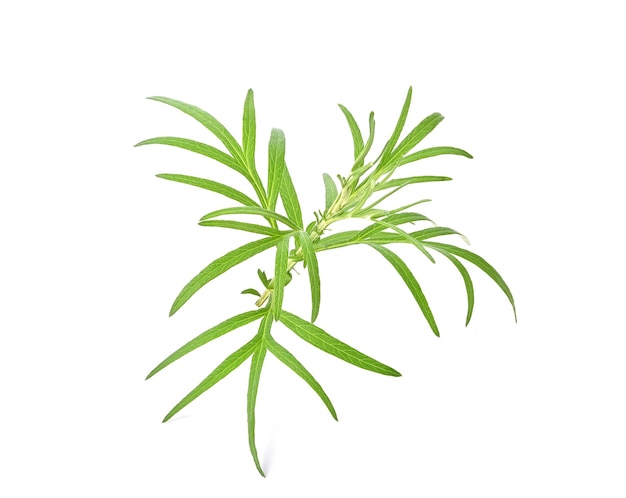 Artemisia vulgaris L assenzio dolce artemisia o artemisia annua ramo foglie verdi su sfondo bianco fitoterapia tailandese