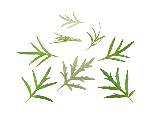 Artemisia vulgaris L Assenzio dolce Foglie verdi di artemisia su sfondo bianco