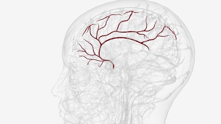 Foto arteria cerebrale anteriore sinistra e rami